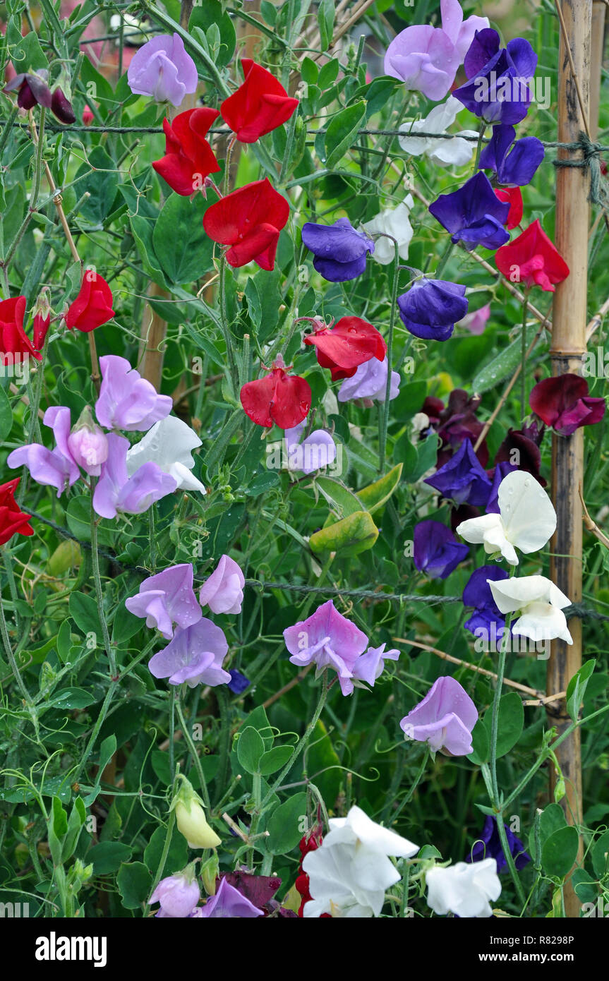 Jardin de fleurs de pois colorés Banque D'Images