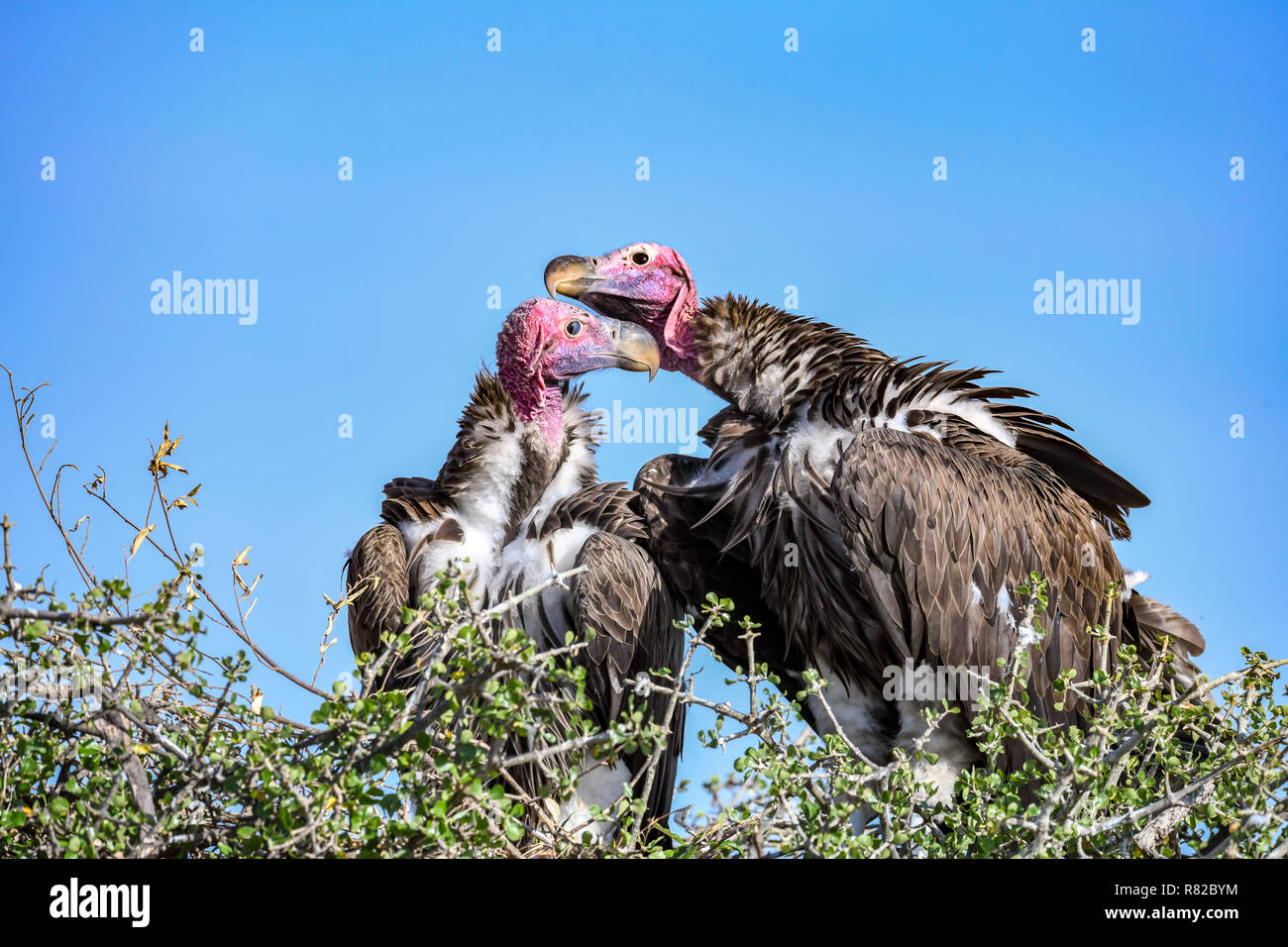 Paire de reproduction des espèces en Agrion à vautours de l'Afrique dans le Masai Mara National Reserve, Kenya Banque D'Images