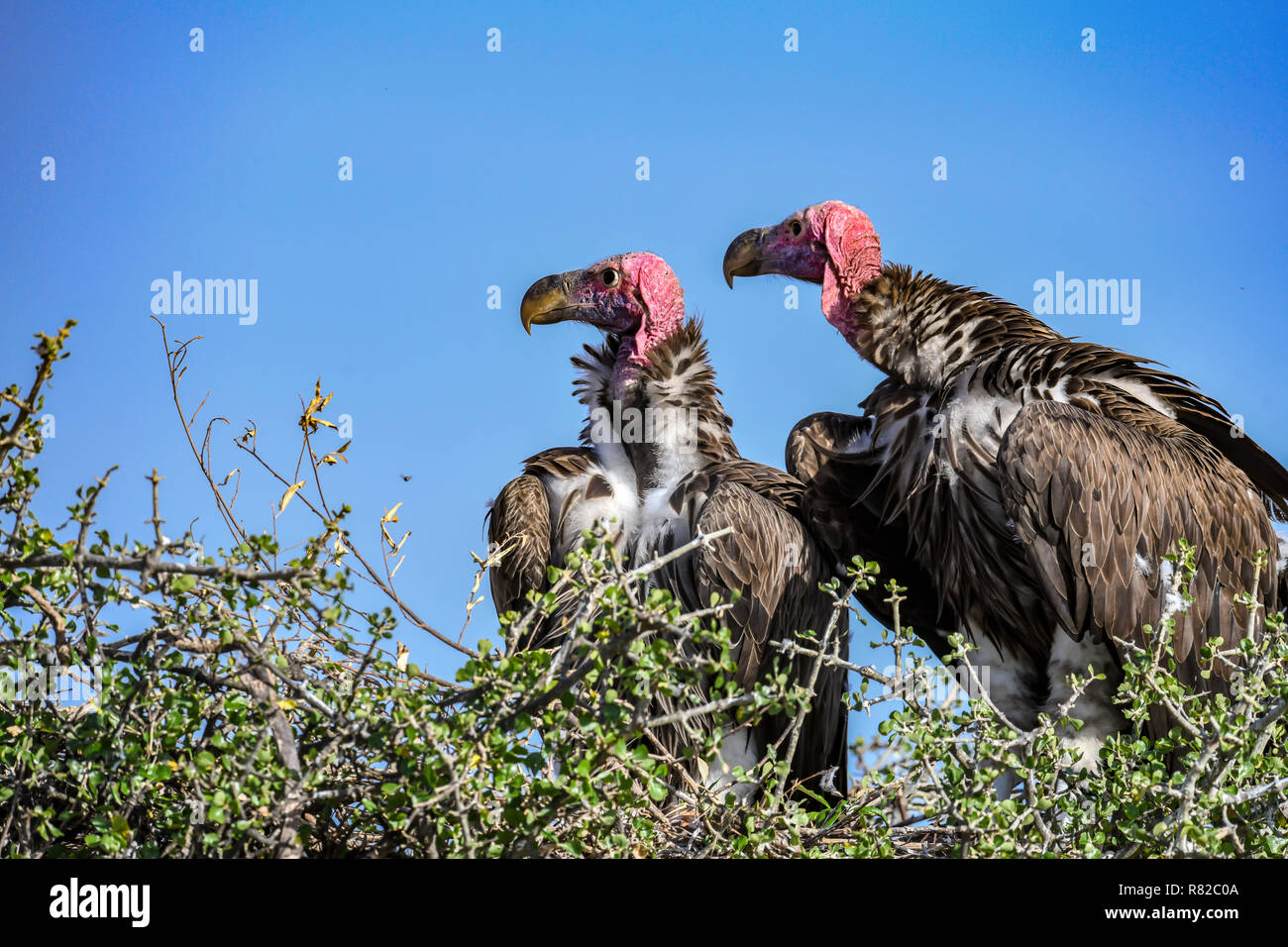 Paire de reproduction des espèces en Agrion à vautours de l'Afrique dans le Masai Mara National Reserve, Kenya Banque D'Images