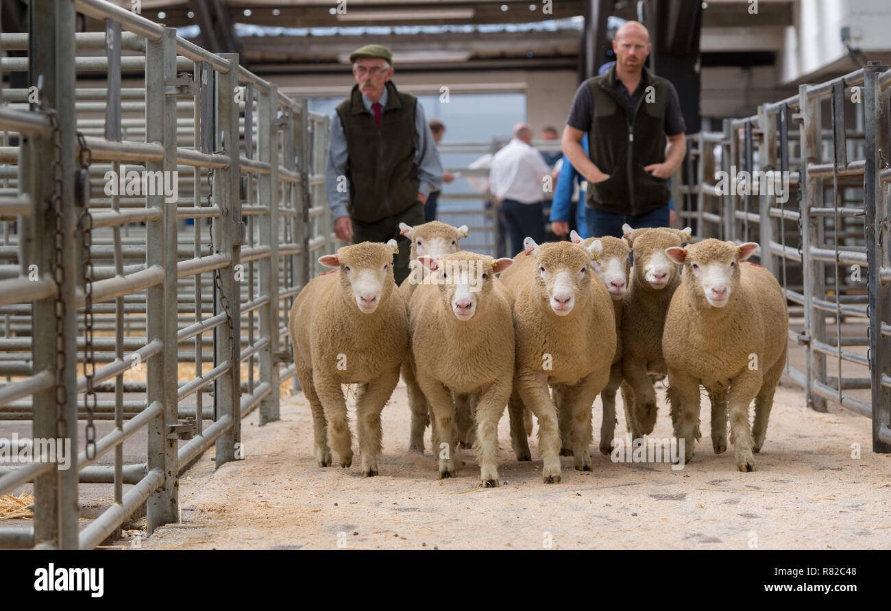Stylo de moutons d'être déplacée vers le bas d'une allée à une vente aux enchères, Carlisle, Cumbria, Royaume-Uni. Banque D'Images