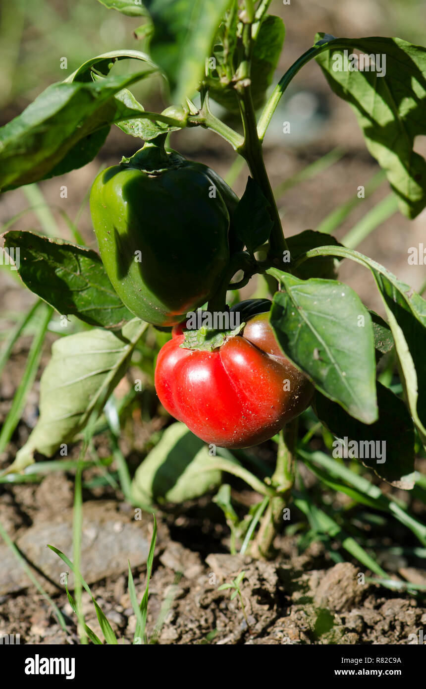 Poivron vert et poivron rouge, paprika, piment doux, piment , le mûrissement sur plante en jardin urbain. Banque D'Images