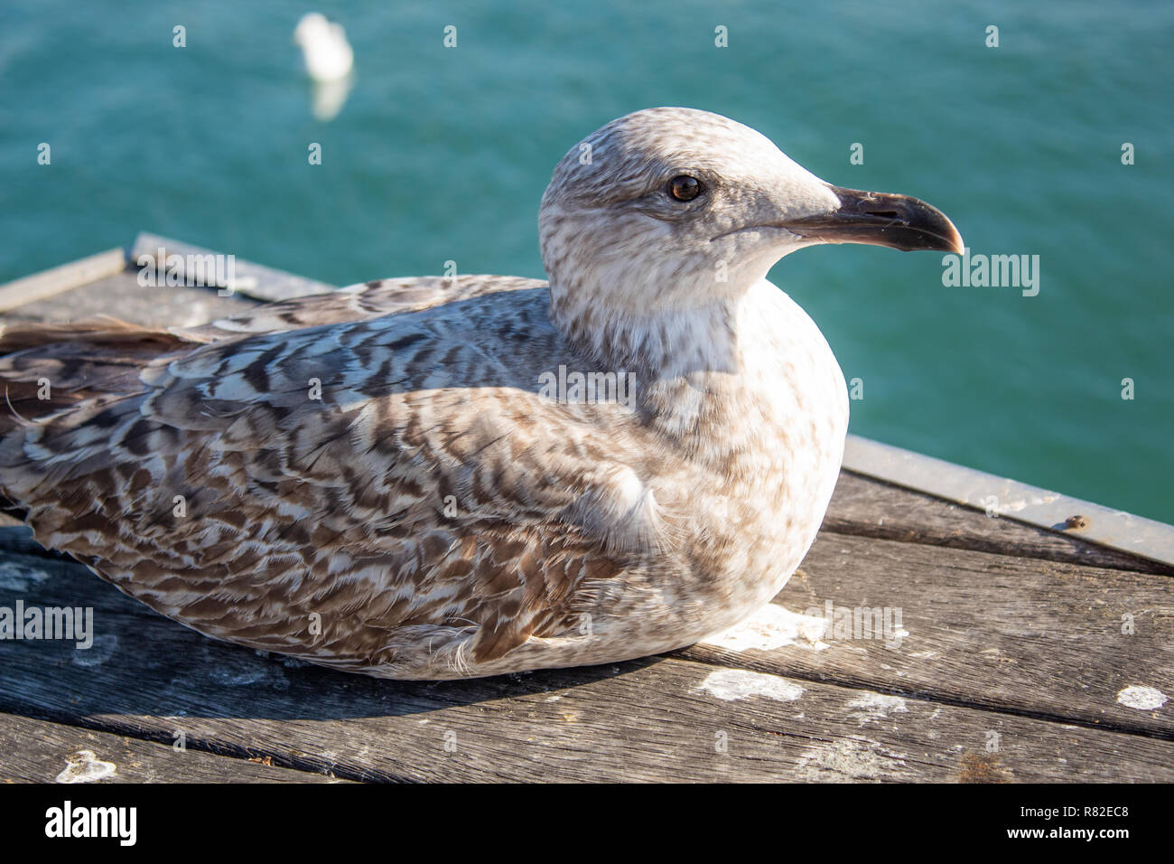 Jeune mouette au bord de la mer, close-up Banque D'Images