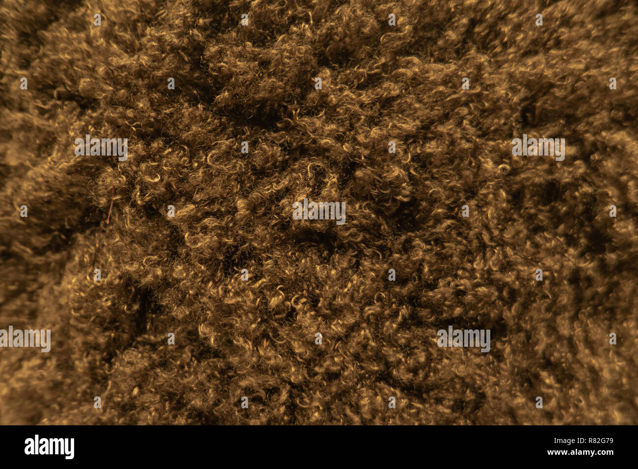 Loup gris, brun foncé naturel Fourrure de renard, des animaux de la faune de montagne Concept et Style pour arrière-plan, textures et wallpaper, Close up Image complète. Banque D'Images