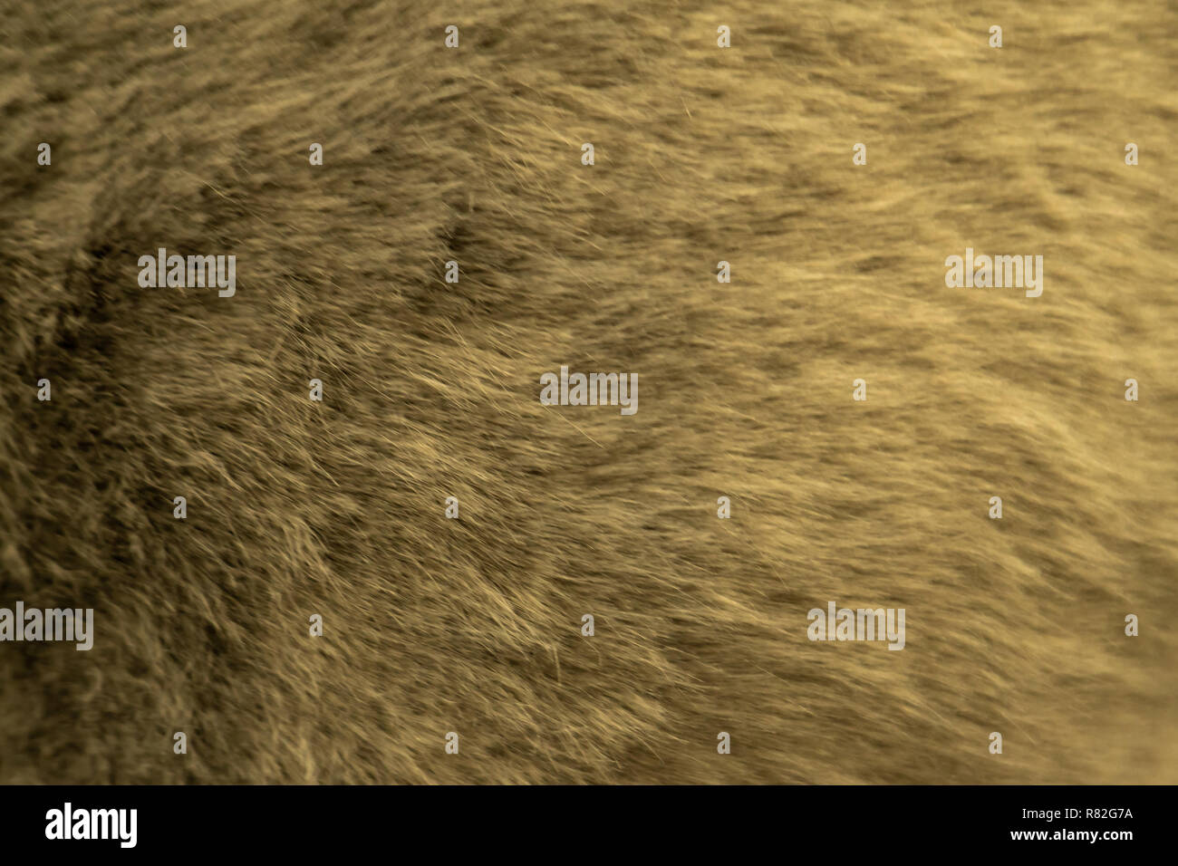 Loup gris, brun foncé naturel Fourrure de renard, des animaux de la faune de montagne Concept et Style pour arrière-plan, textures et wallpaper, Close up Image complète. Banque D'Images