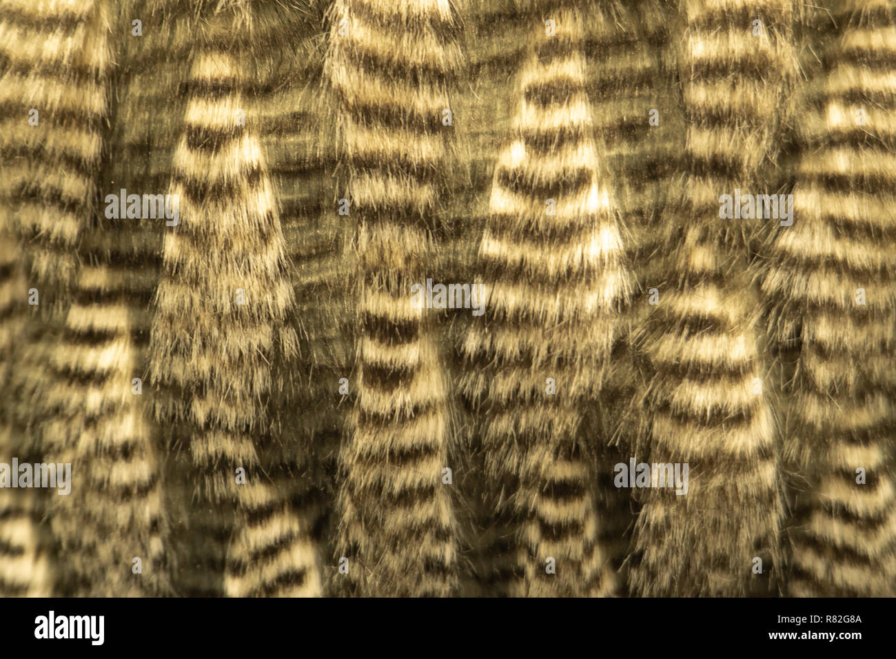 Loup gris, brun foncé naturel Fourrure de renard, des animaux de la faune de montagne Concept et Style pour arrière-plan, textures et wallpaper, Close up Image complète. Banque D'Images