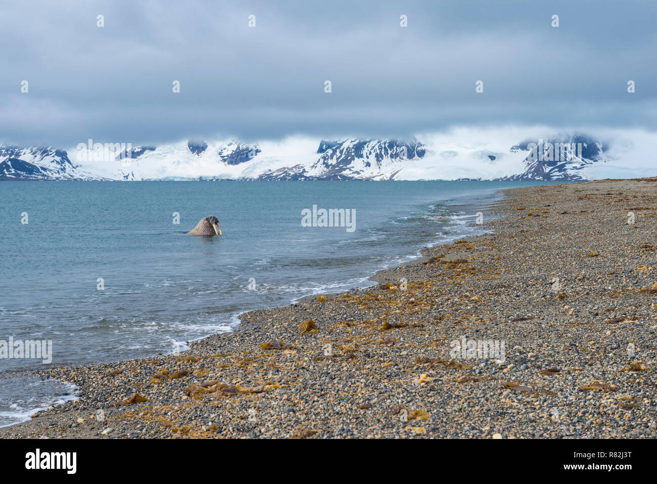 Le morse (Odobenus rosmarus) dans l'eau, Sarstangen, le Prince Charles, l'île d'avant-pays l'île de Spitzberg, archipel du Svalbard, Norvège Banque D'Images