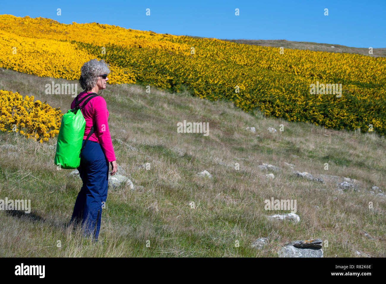 Royaume-uni, Îles Falkland, îles Falkland, l'ouest de l'île de West Point. Randonnées dans la campagne de l'île de fleurs de genêts jaunes. Banque D'Images