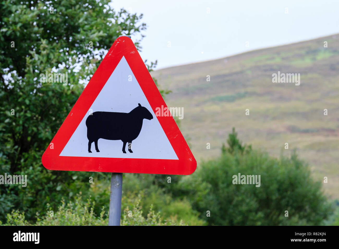 Triangle d'avertissement Panneau routier britannique de moutons Banque D'Images