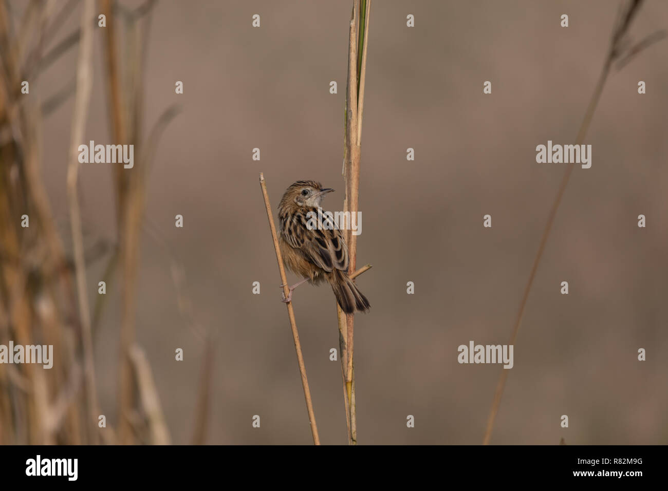 Paruline rayée (fantail juncidis Cisticole) perching au champ de paddy à Bosipota, Hoogly, Bengale occidental, Inde Banque D'Images