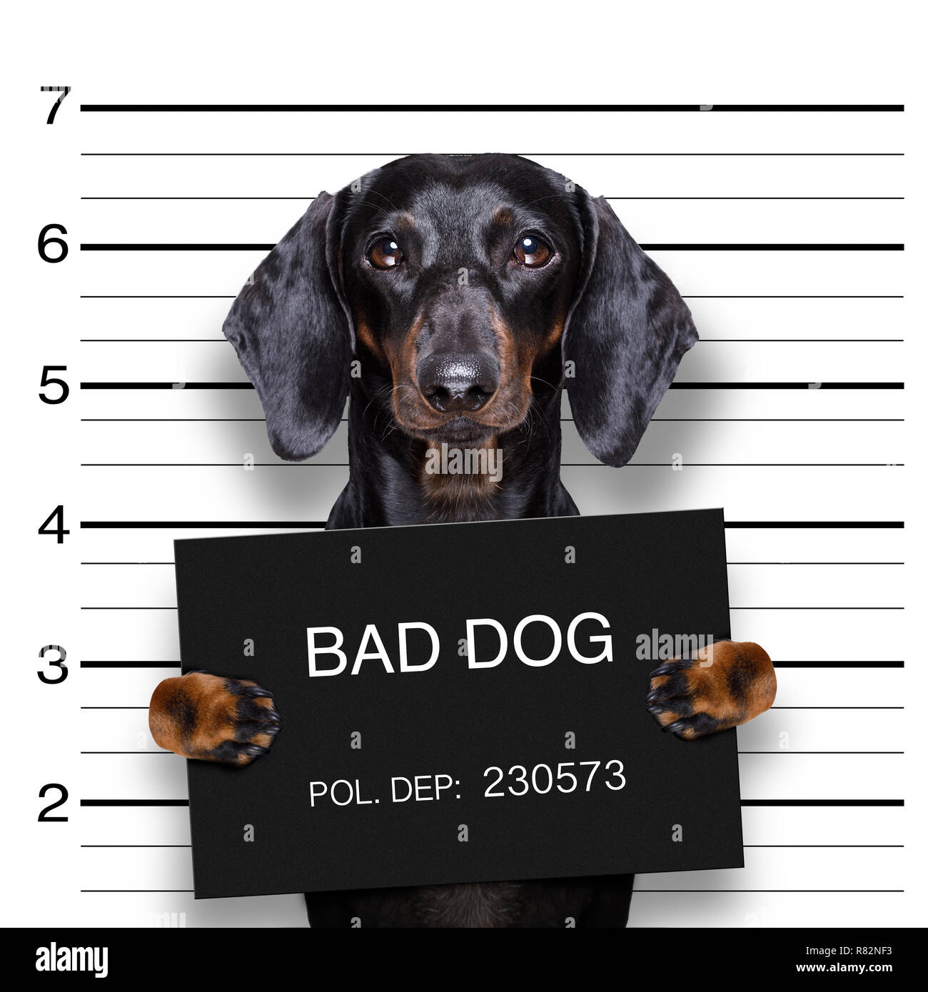 Teckel chien saucisse tenant une bannière de la police , comme une photo électroniques, au bureau de police Banque D'Images