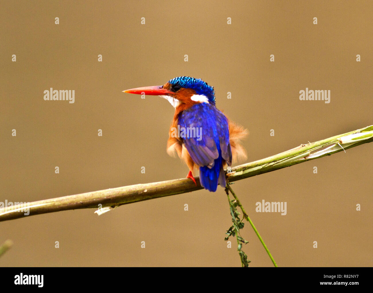 Le Martin-Pêcheur Huppé est un des plus petits membres de la famille et de toute l'année présence le long de cours d'eau permanents Banque D'Images