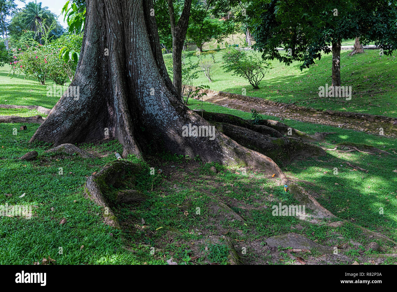 Tronc de l'arbre d'Indiens de l'Ouest Cèdre, Trinité-et-Tobago Botanical Gardens Banque D'Images