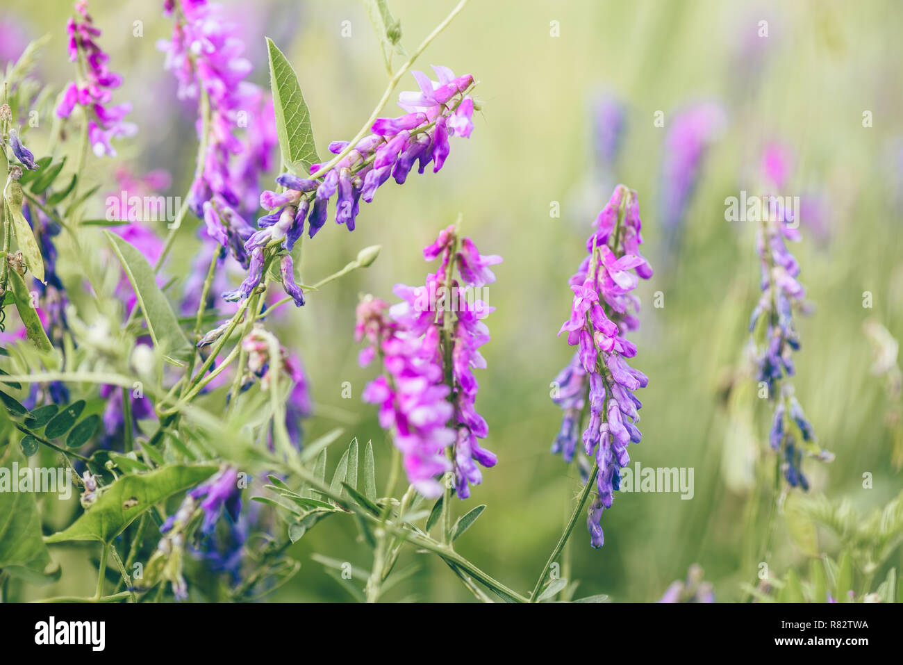 Bel oiseau violet vesce fleurs sur fond flou. Focus sélectif. Banque D'Images