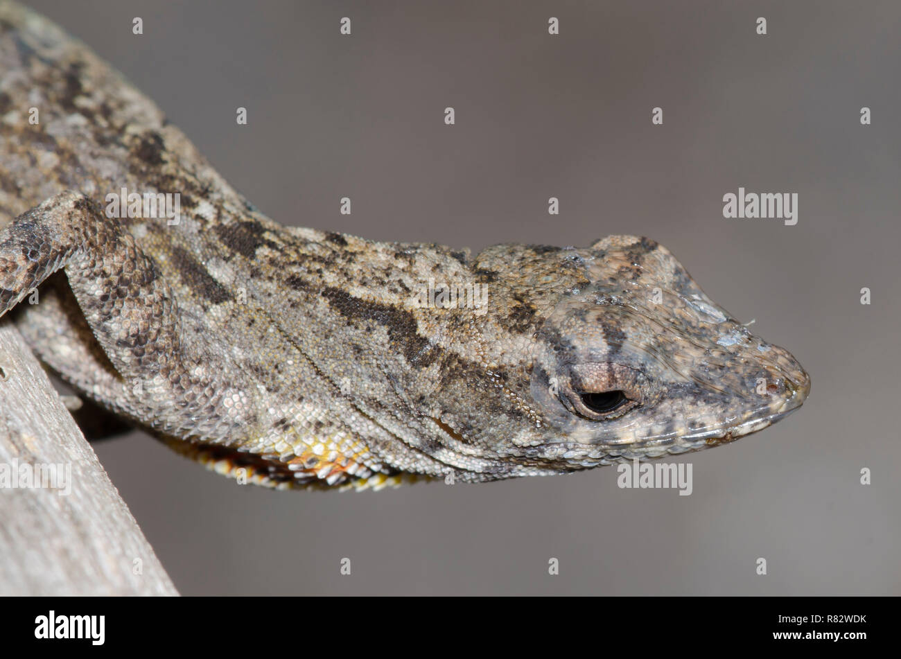 Anolis sagrei Anole brun, Banque D'Images