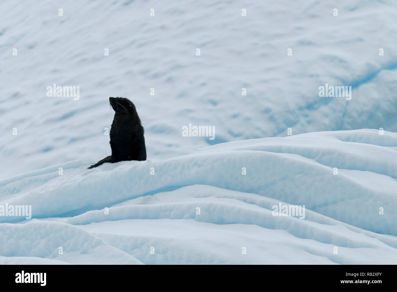 Antarctic fur seal assis sur la neige chrystal sound péninsule antarctique antarctique Banque D'Images