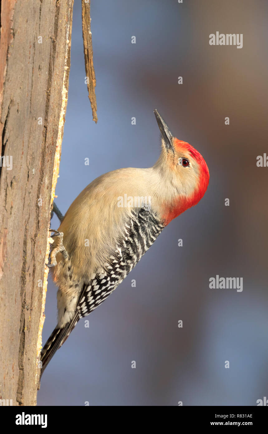 Pic à ventre roux (Melanerpes carolinus), Iowa, États-Unis Banque D'Images