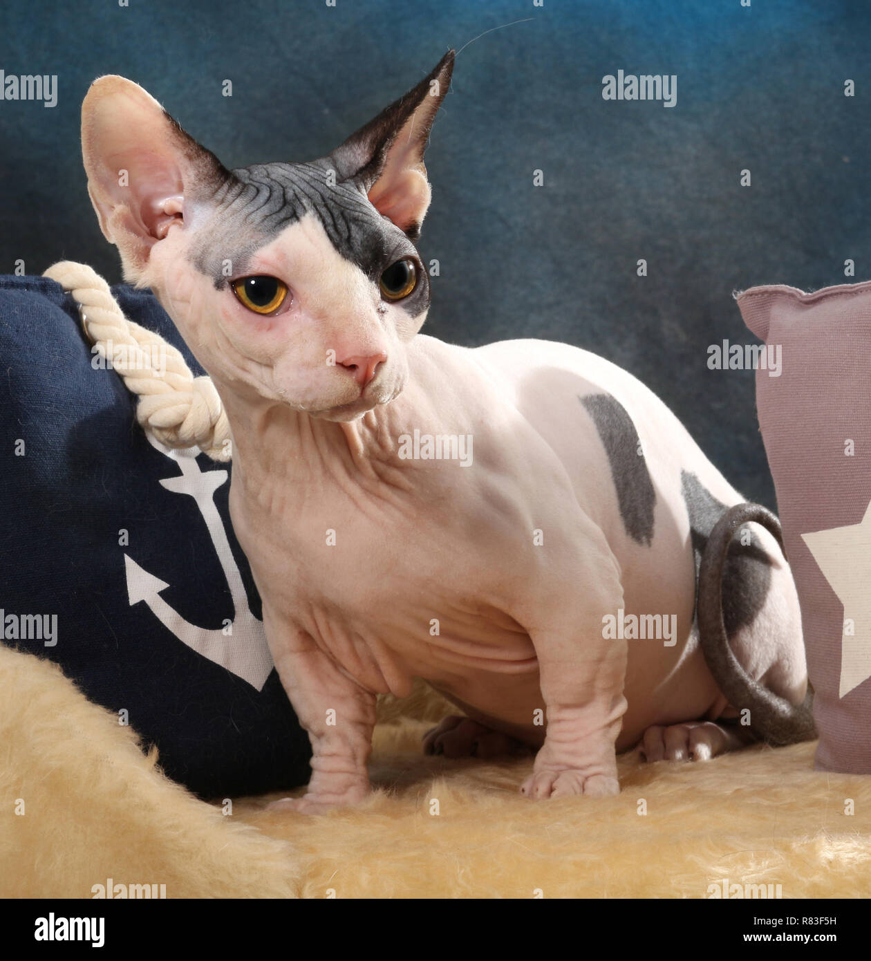 Chat sphinx, bambino, un chat avec des pattes courtes, assis sur un coussin Banque D'Images