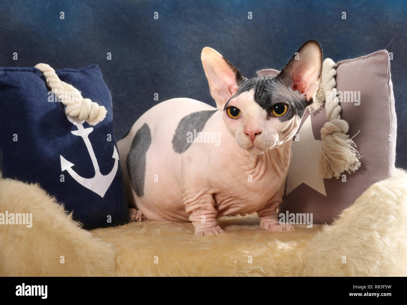 Chat Sphinx Bambino Un Chat Avec Des Pattes Courtes Assis Sur Un Coussin Photo Stock Alamy