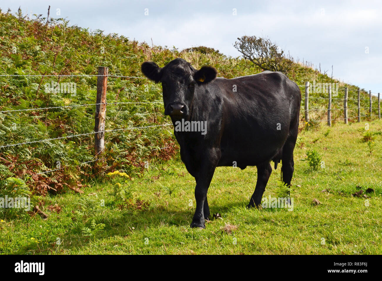 Vache noire sur le chemin d'Dodman Point, la plus haute pointe sur la côte sud de Cornwall, England, UK Banque D'Images