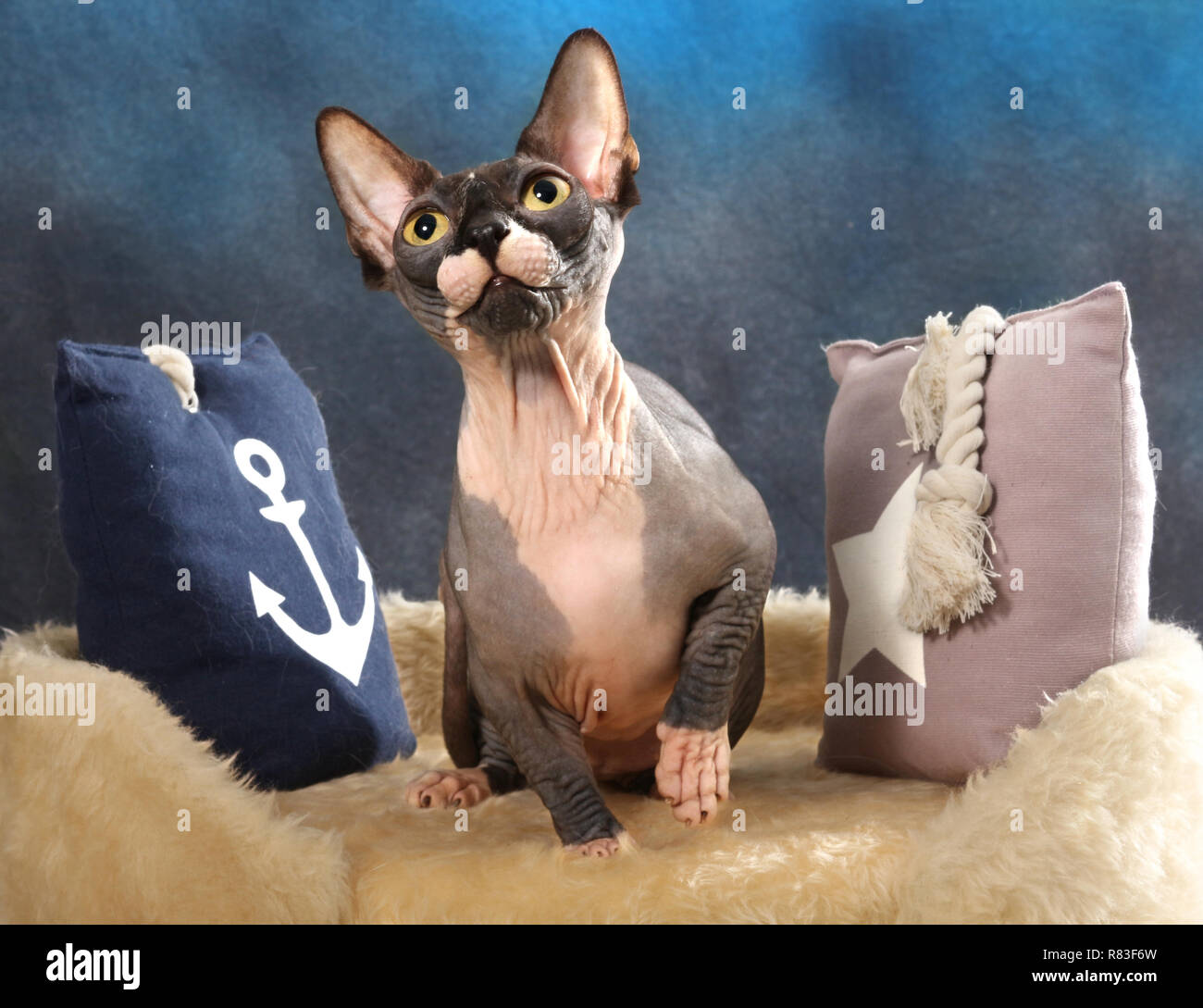 Chat sphinx, bambino, un chat avec des pattes courtes, assis sur un coussin Banque D'Images