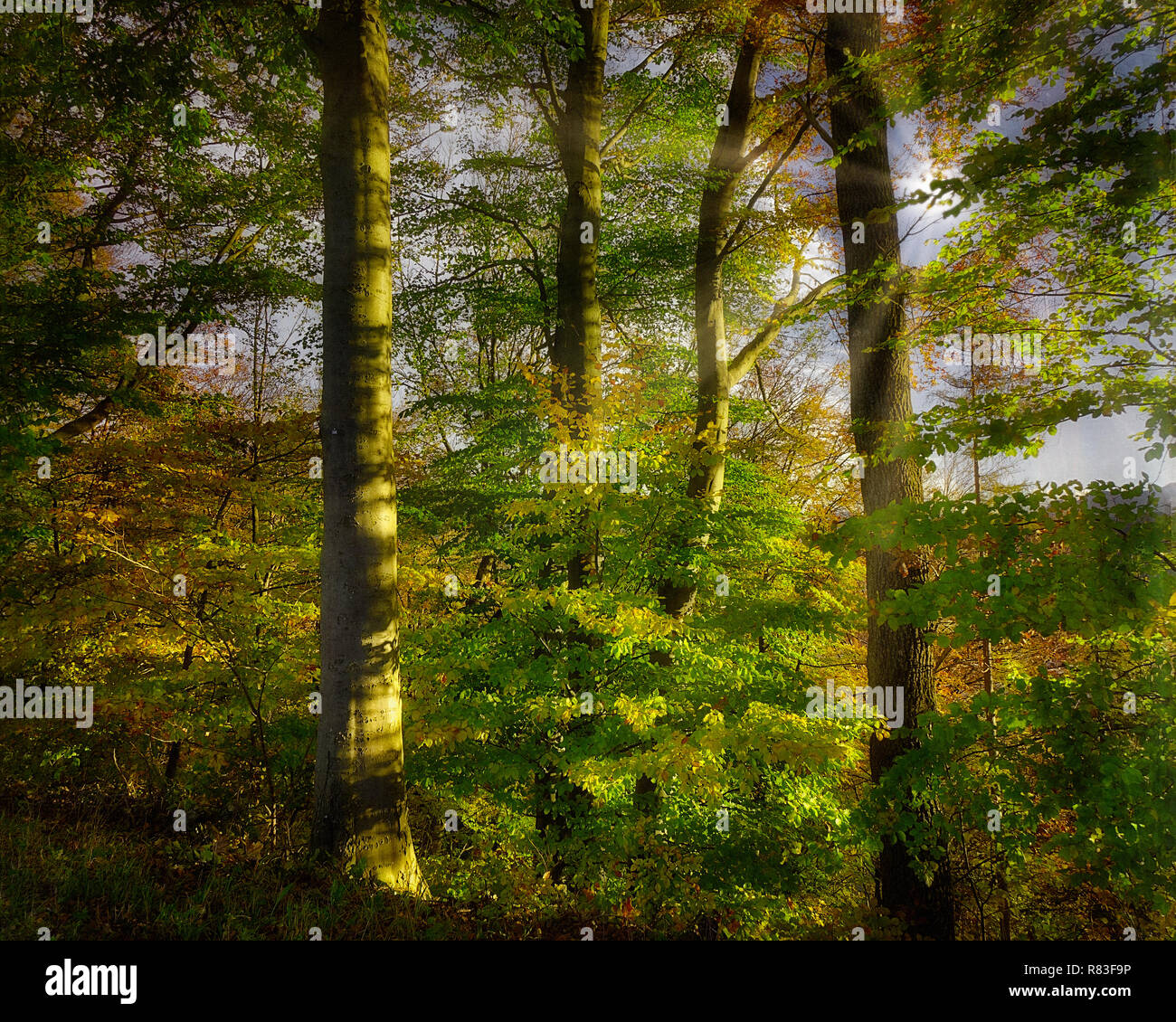 DE - La Bavière : Autumnal Kalvarienberg Forêt à Bad Toelz (image HDR) Banque D'Images