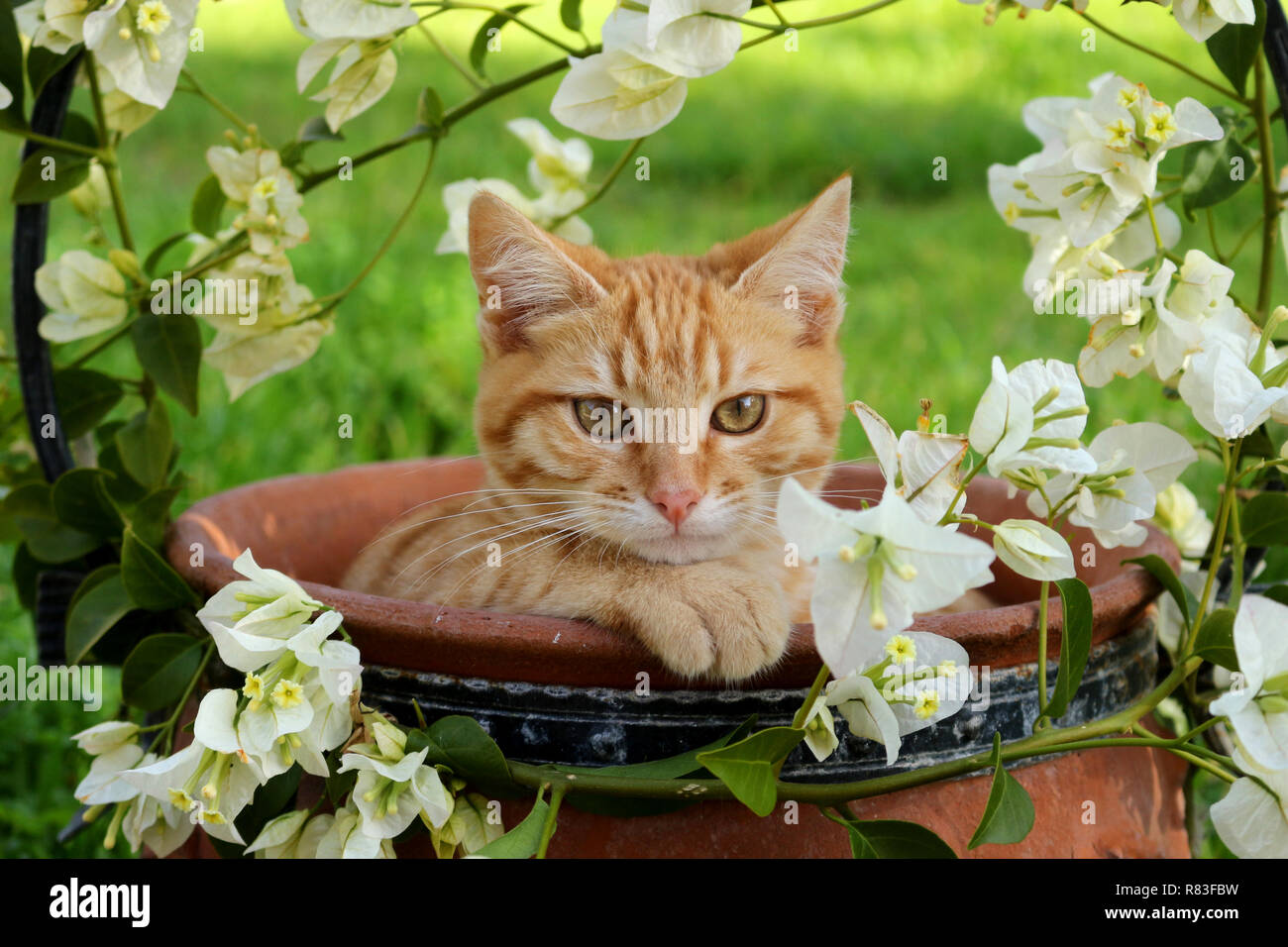 Jeune chat de gingembre, 3 mois, couché dans un pot de fleurs avec des bougainvilliers blanc Banque D'Images