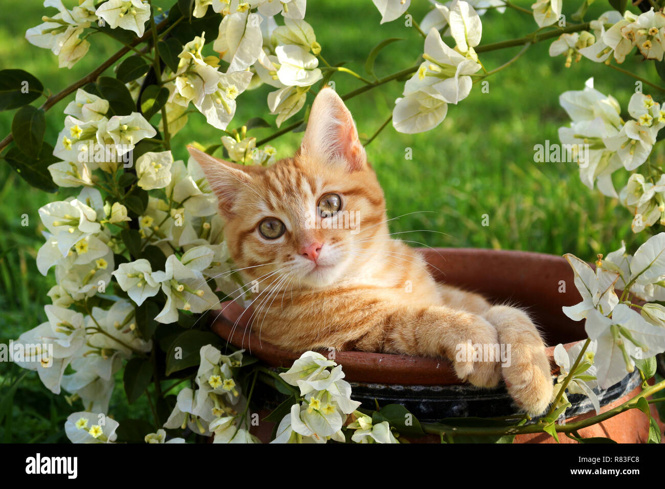 Jeune chat de gingembre, 3 mois, couché dans un pot de fleurs avec des bougainvilliers blanc Banque D'Images