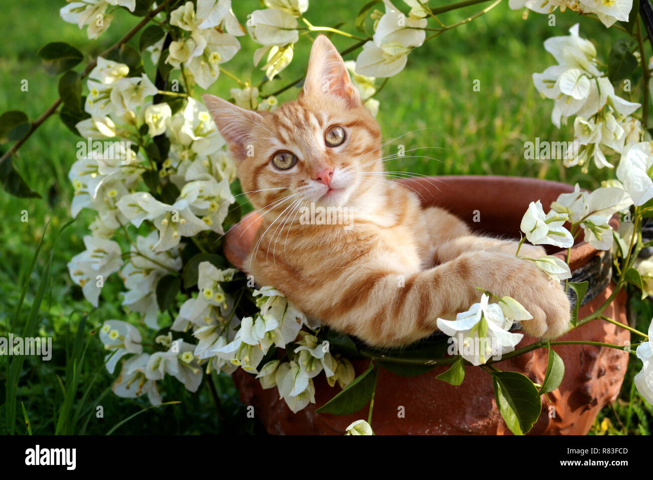 Jeune chat de gingembre, 3 mois, couché dans un pot de fleurs avec des bougainvilliers blanc Banque D'Images