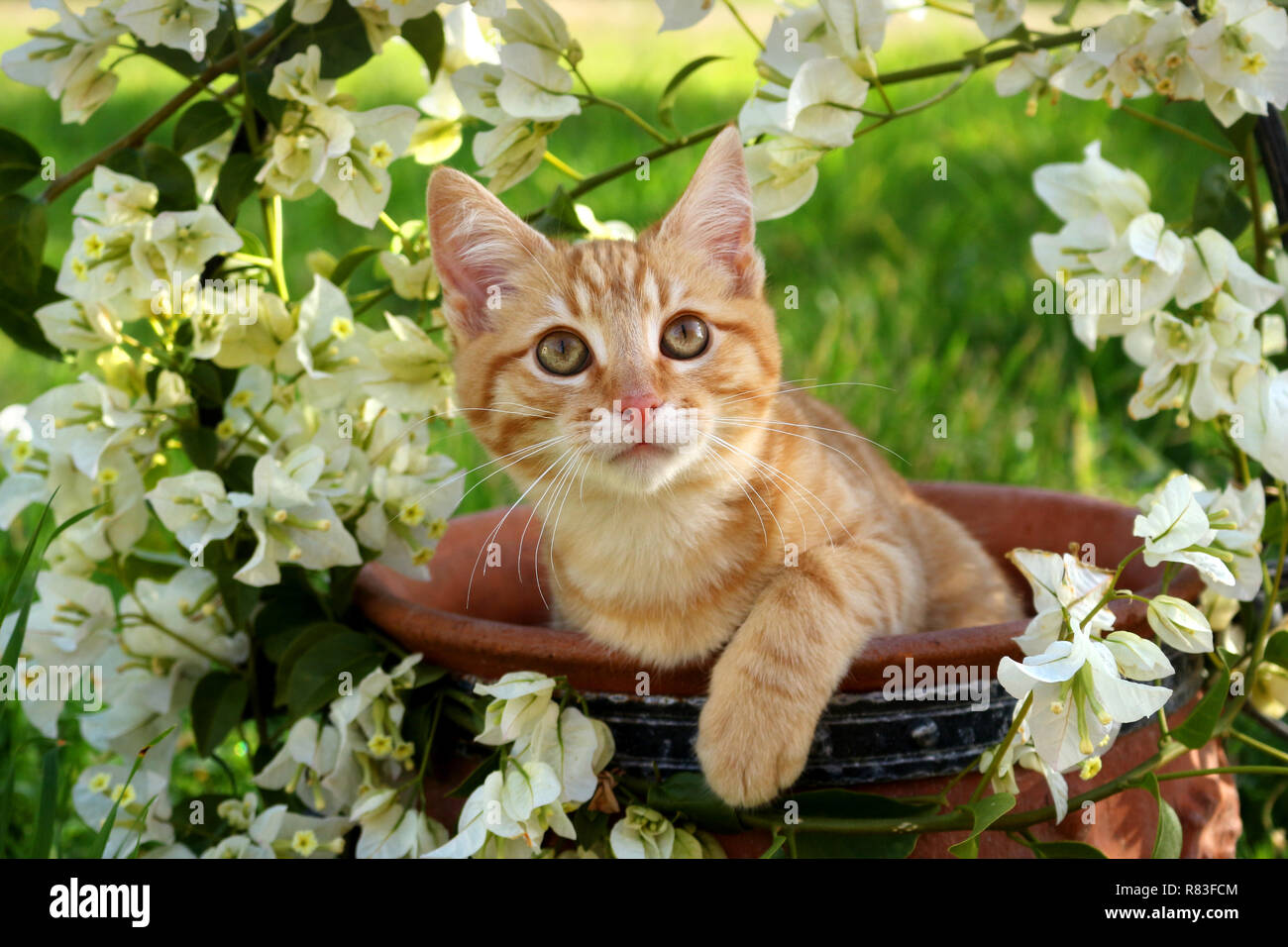 Jeune chat de gingembre, 3 mois, couché dans un pot de fleurs avec des bougainvilliers blanc Banque D'Images