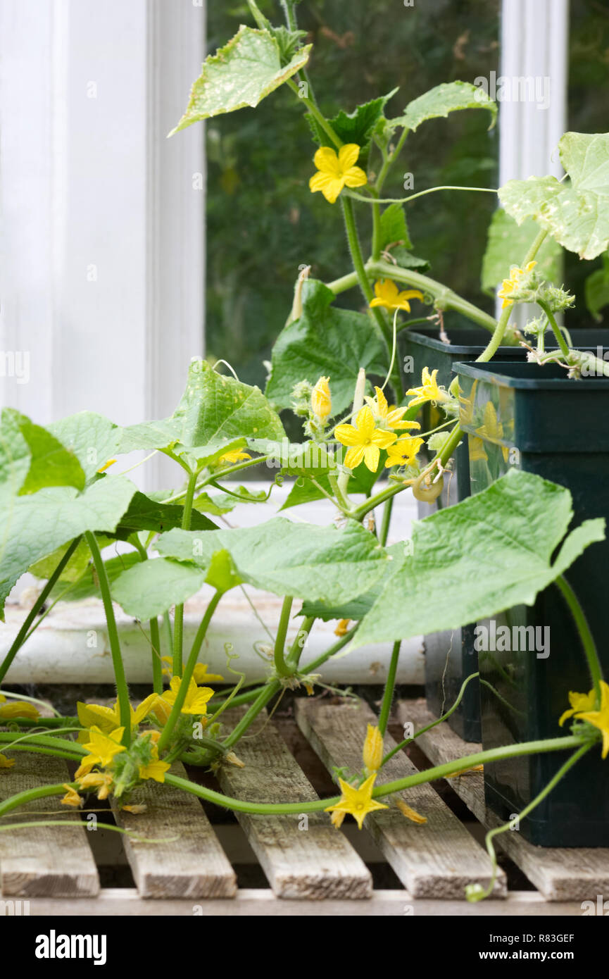 Cucumis sativus. Concombre la floraison dans une serre. Banque D'Images