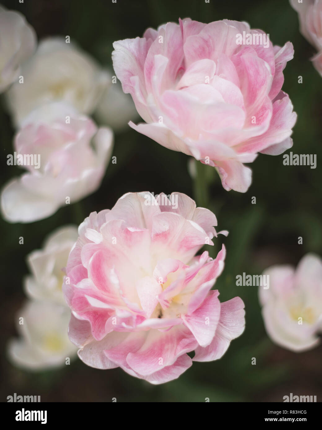 Champs de tulipes fleurissent dans le Jardin botanique de Brooklyn. Banque D'Images