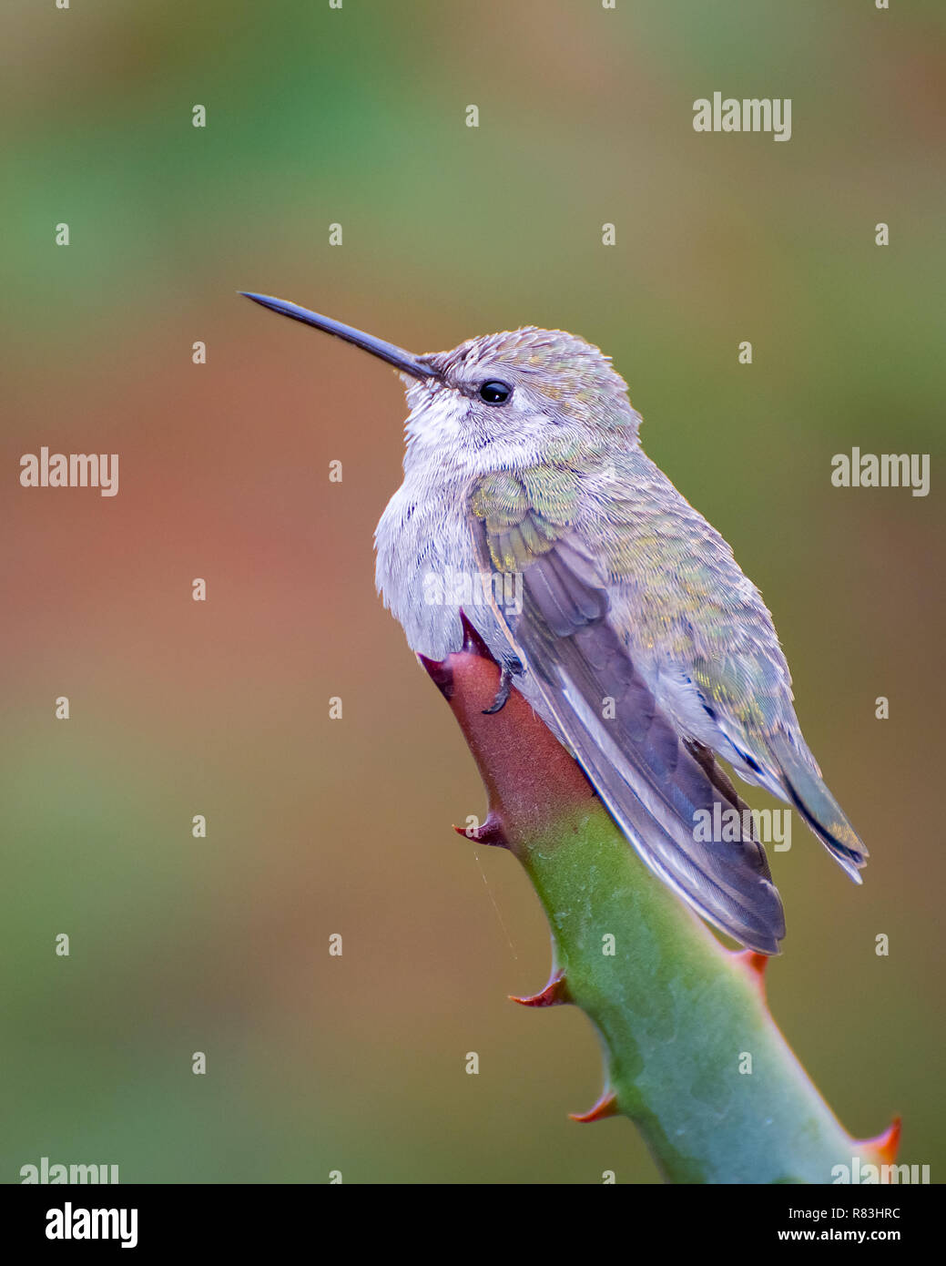 Colibri femelle perchée sur la pointe d'un agave Banque D'Images