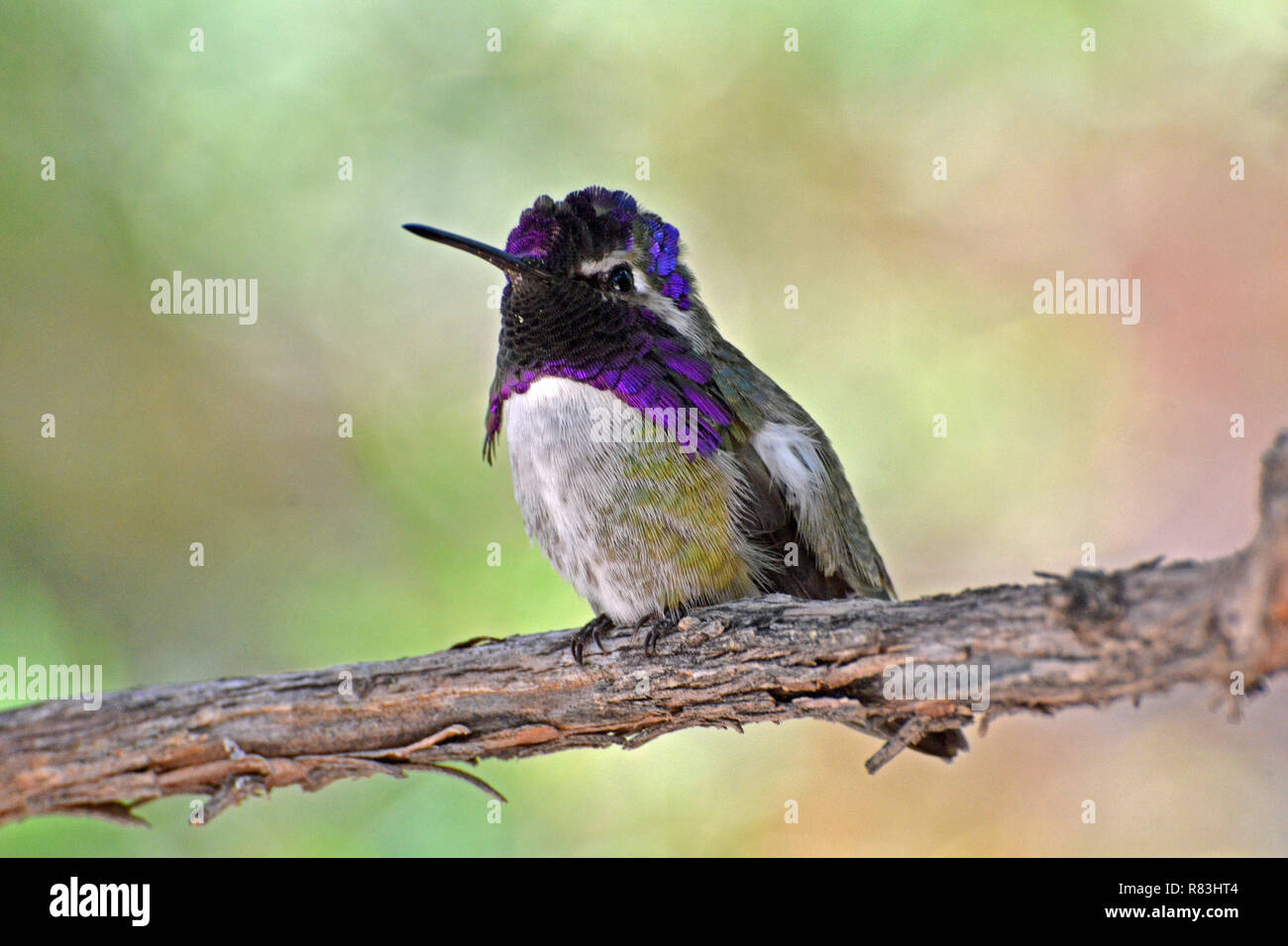 Costa's Hummingbird mâle perché sur une branche Banque D'Images