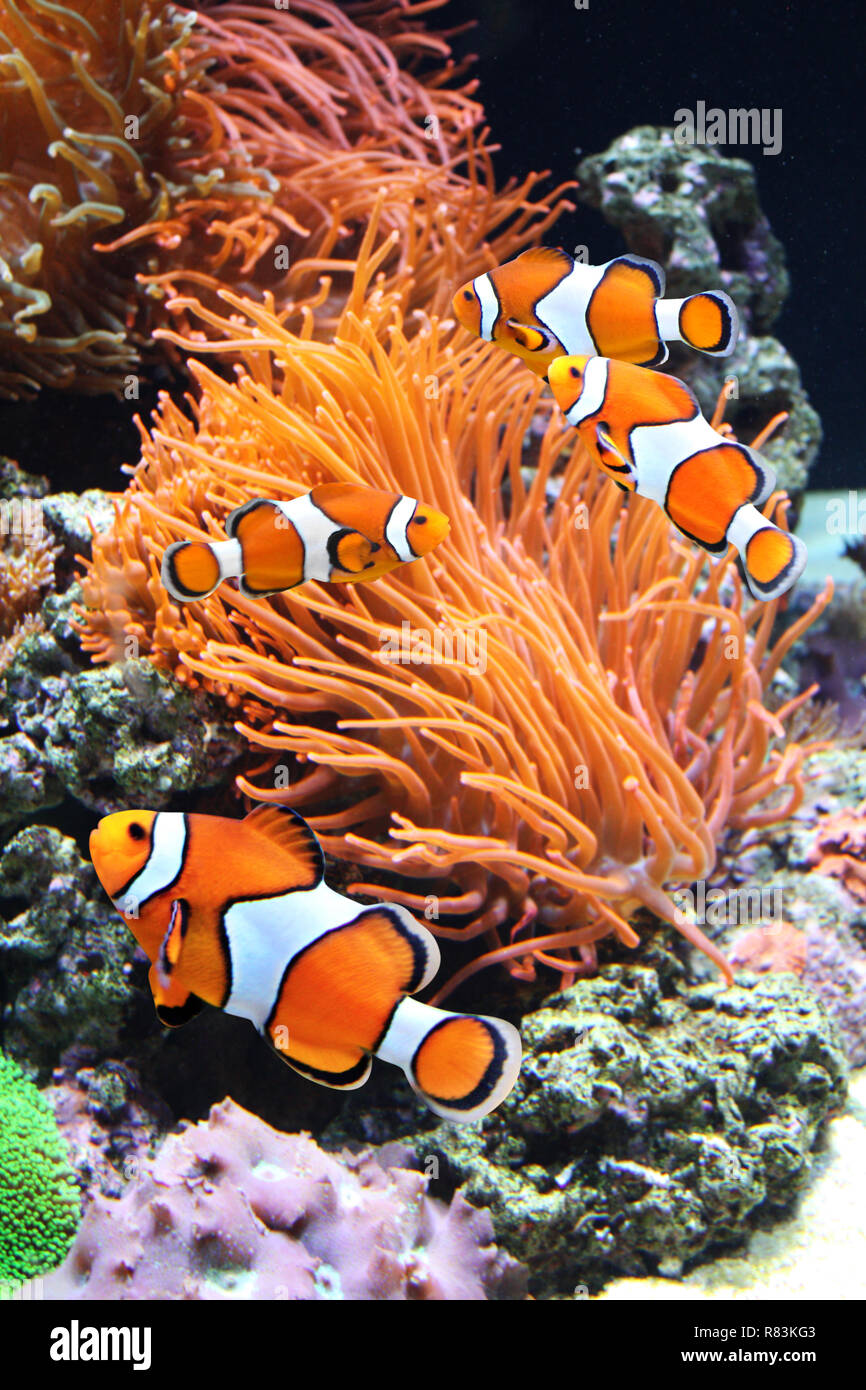 Anémone de mer et poisson clown en aquarium marin Banque D'Images