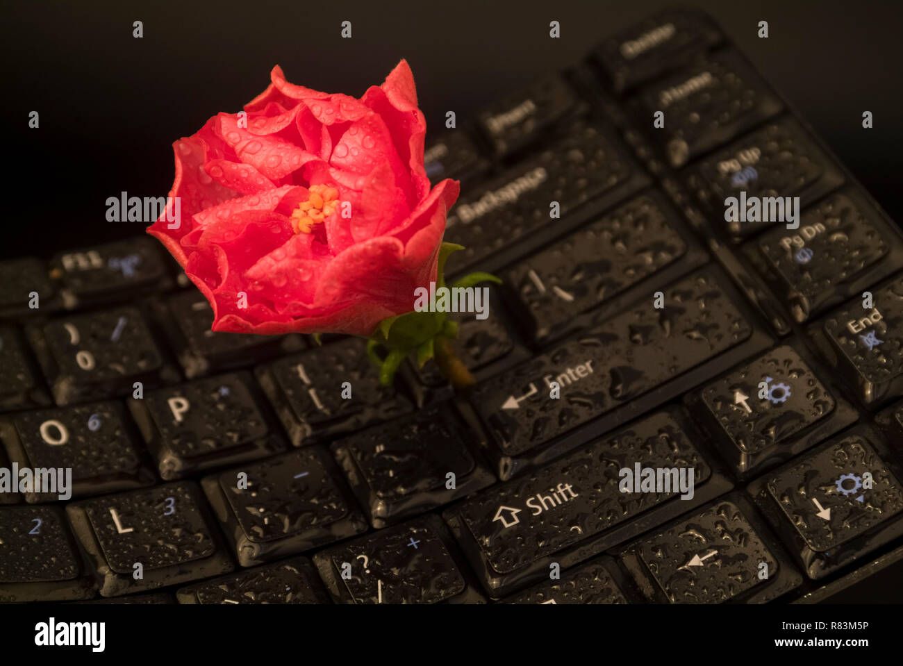 Fleur rouge sur un clavier noir avec une surface humide Photo Stock - Alamy