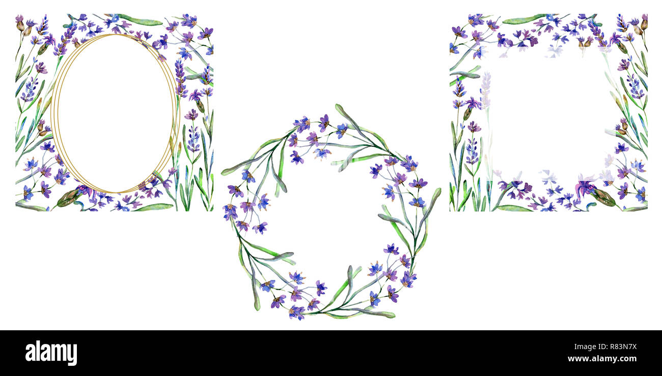 Purple fleurs de lavande. Botanique Floral fleur. Lame de ressort sauvages. Contexte aquarelle illustration set. Bordure de cadre ornement carré, rond et wr Banque D'Images