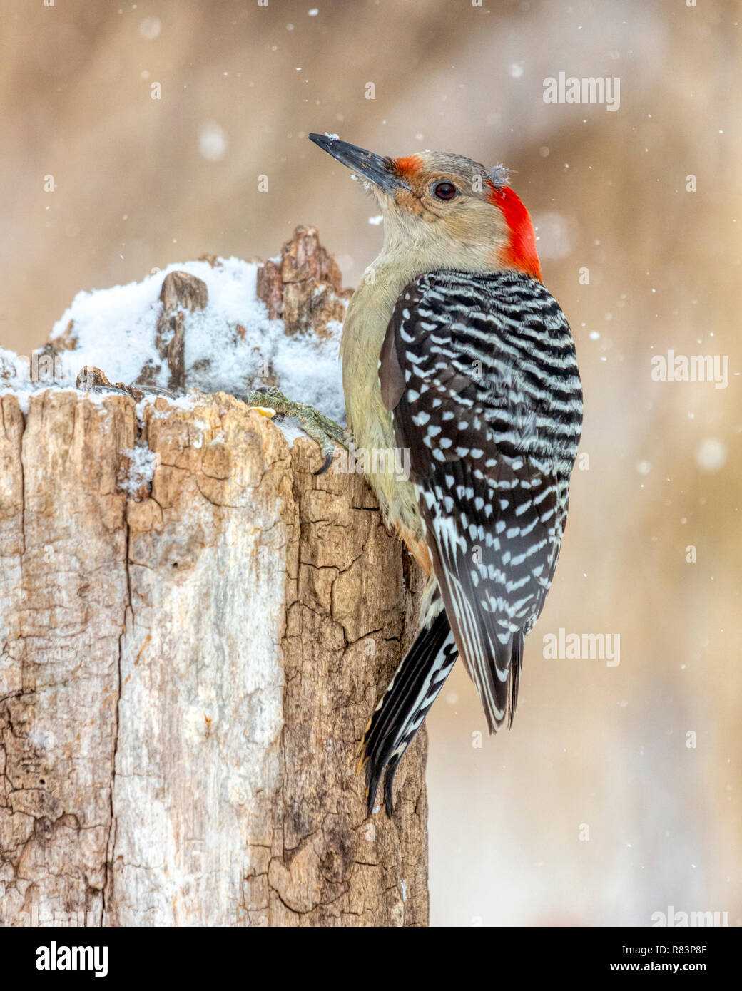 Femme sauvage Pic à ventre roux (Melanerpes carolinus) perché sur une souche en hiver avec la neige qui tombe autour d'elle. Banque D'Images