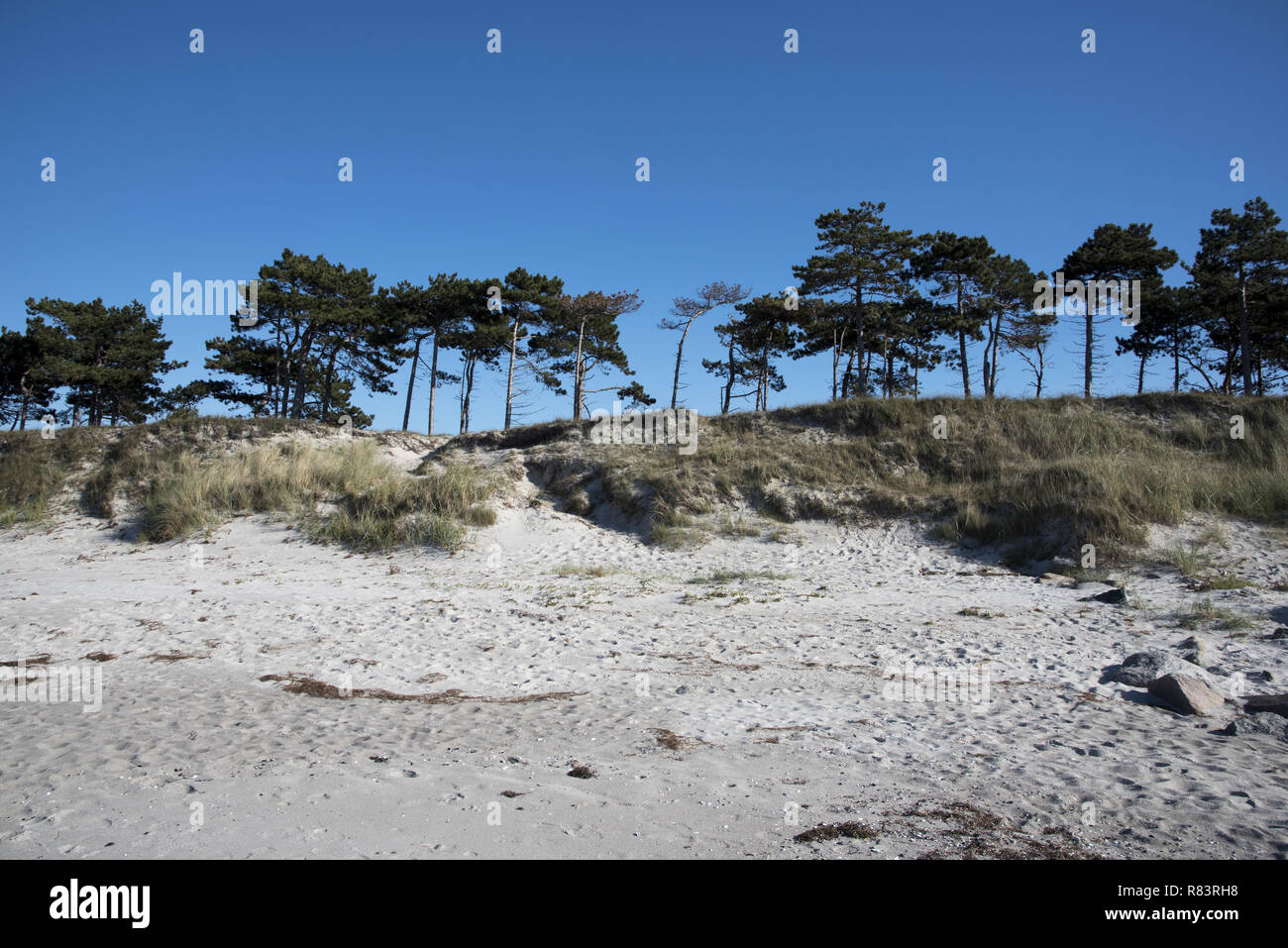 S'il y a une plage de sable naturel face à la mer Baltique à la côte ouest de l'île de Hiddensee, appuyé par un oldgrown avec forêt de pins sylvestres. Banque D'Images