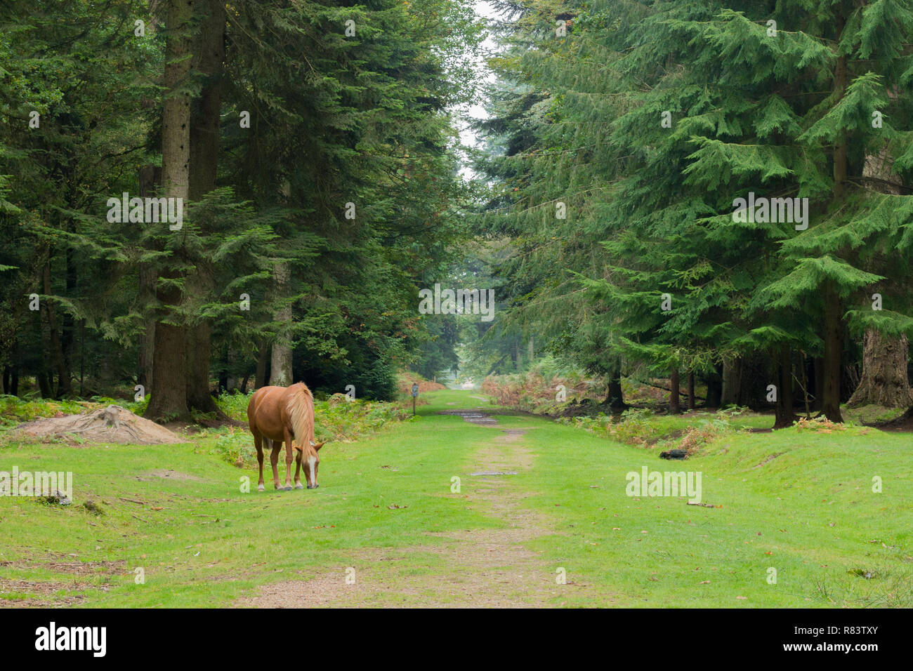 Un poney sauvage paissant dans la forêt.de grands arbres ornementaux de Rhinefield dur dans la nouvelle forêt avec un poney sauvage paissant dans l'avant-plan. Banque D'Images