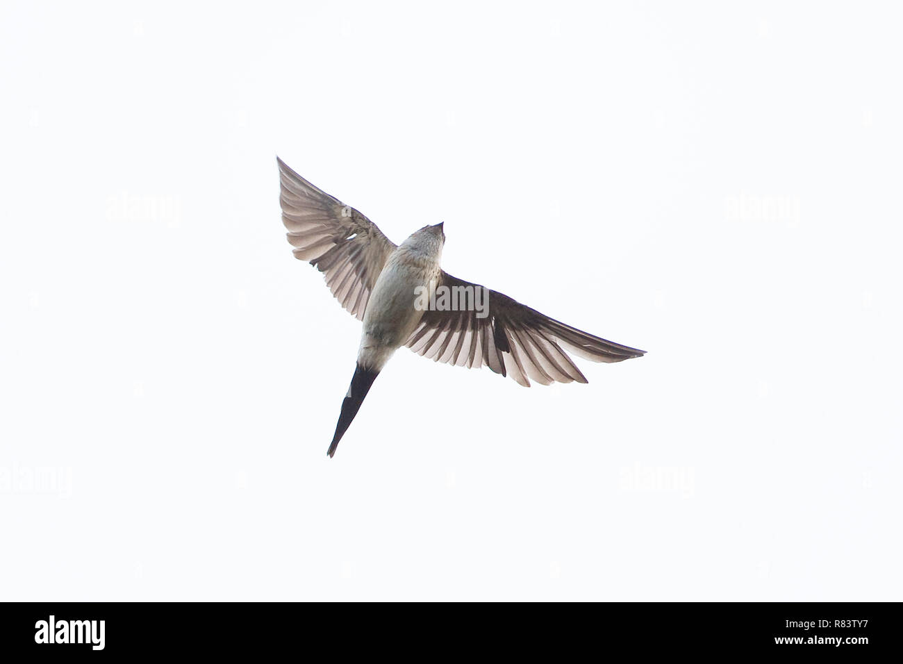 Hirondelle rousseline (Cecropis daurica) Banque D'Images