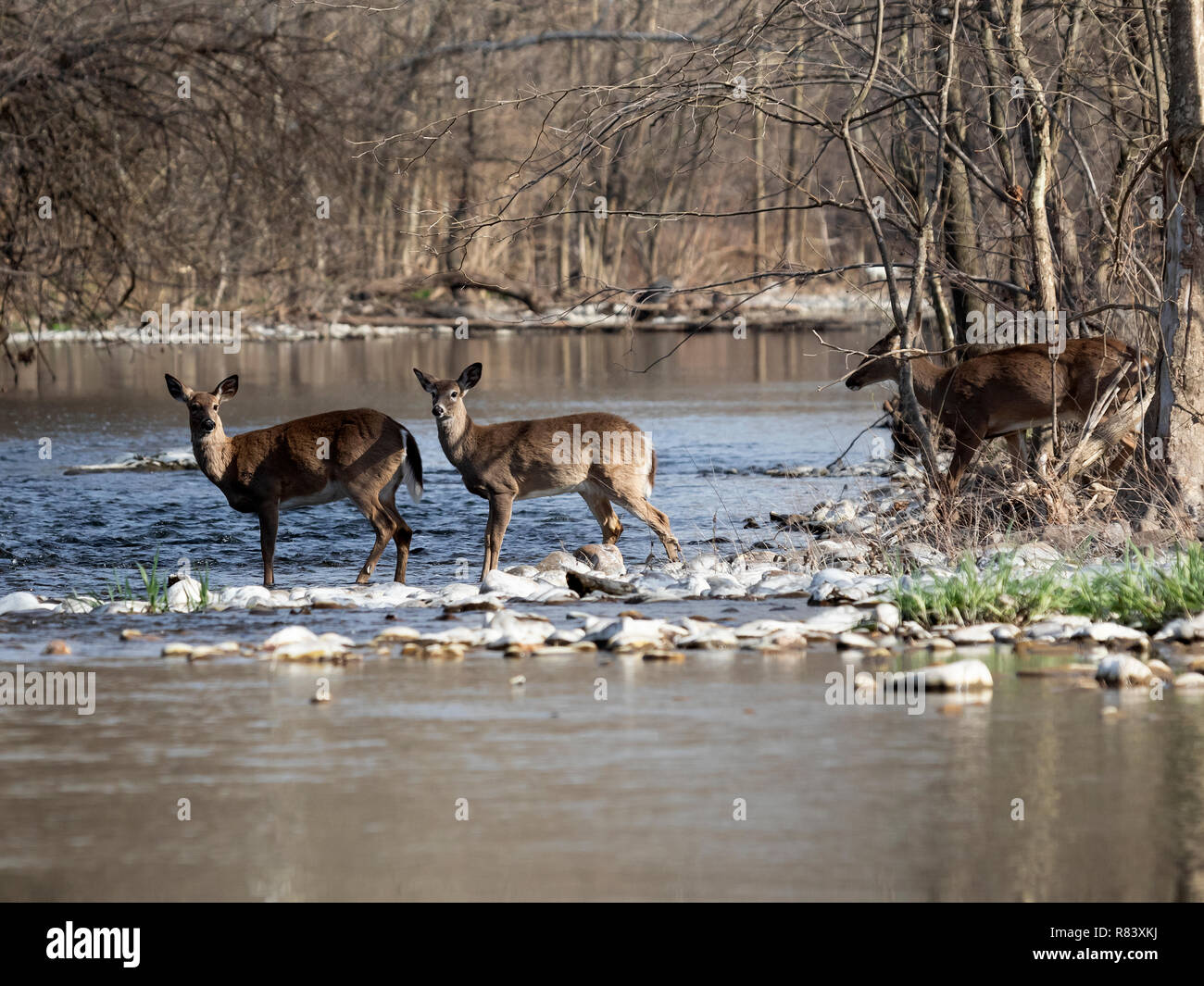 À l'arrière de ma propriété en Virginie, USA, J'ai photographié ces cerfs traversant un coude de la rivière Shenandoah North Fork. Ils se déplaçaient lentement lo Banque D'Images