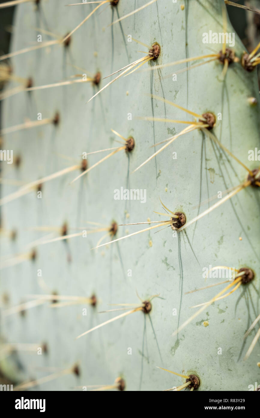 Les aiguilles de cactus Opuntia, communément appelé figuier de barbarie, passants à la menacer d'El Charco del Ingenio jardin botanique à San Miguel de Allende, Mexique. Banque D'Images