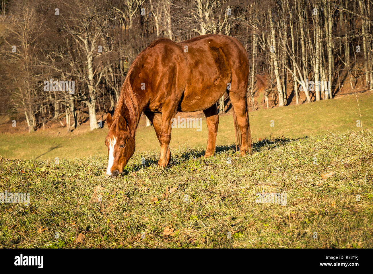 Alimentation cheval sur grassfield mettre dans certains livres en préparation des journées froides de l'hiver Banque D'Images