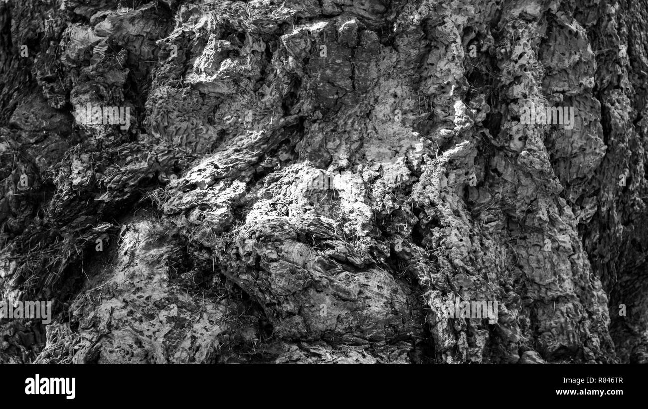 L'écorce d'un très vieux grand sapin de Douglas (Pseudotsuga menziesii) arbre planté dans les années 1850 Banque D'Images