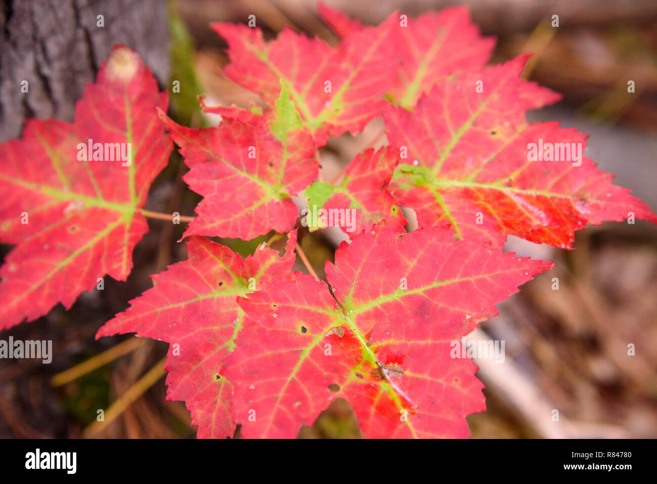 Automne feuilles d'érable, Killarney Provincial Park, Ontario, Canada Banque D'Images