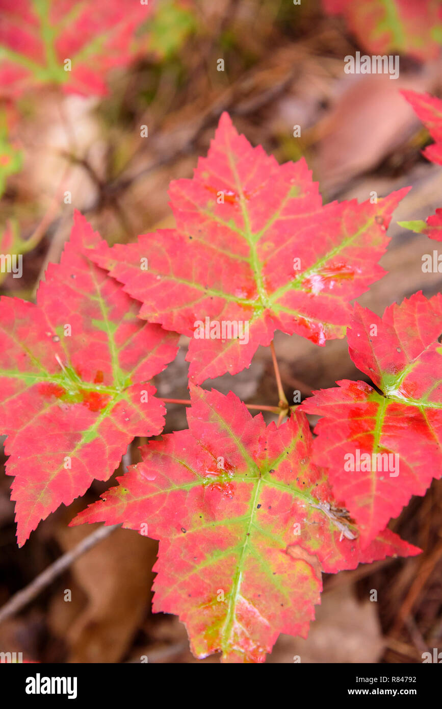 Automne feuilles d'érable, Killarney Provincial Park, Ontario, Canada Banque D'Images