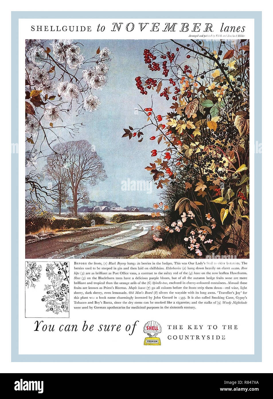 Publicité presse Vintage années 50, Shell Oil Company affiches publicitaires. GUIDES SHELL NOVEMBRE AUTOMNE annonces donner une vue de la Grande-Bretagne comme une idylle rurale mais ils ont annoncé non seulement l'essence et le pétrole, mais l'automobile en général et où il pourrait vous prendre - le plaisir exaltant et joyeuse liberté de la campagne. Banque D'Images