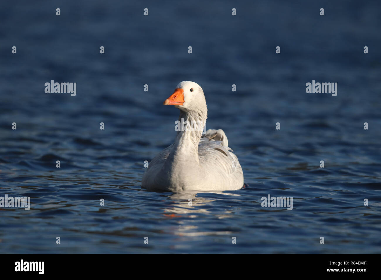 Une oie blanche et grise domestique nageant sur un lac en hiver Banque D'Images