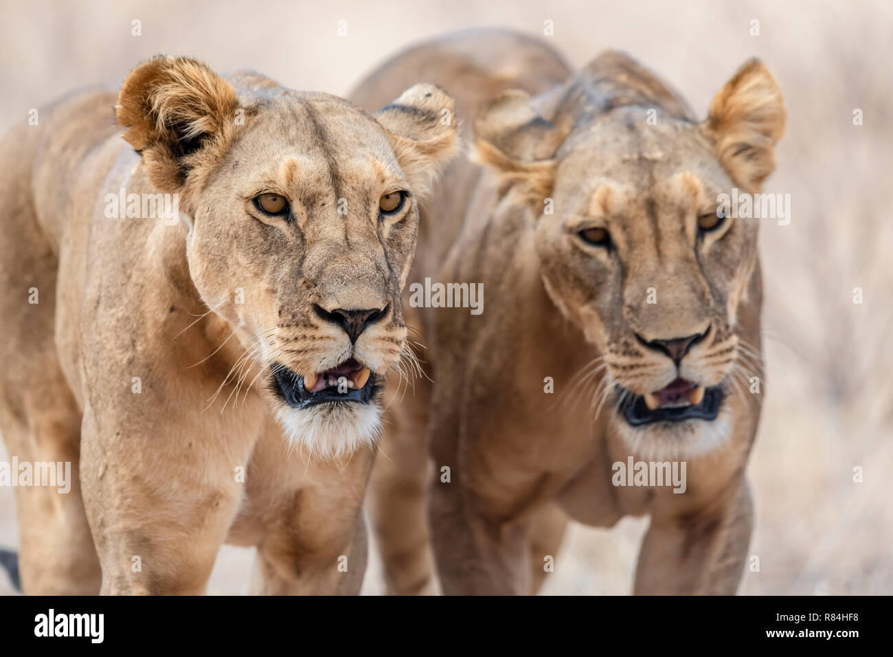Deux femmes lions (Panthera leo) de prendre une promenade matinale au Kenya, Afrique Banque D'Images