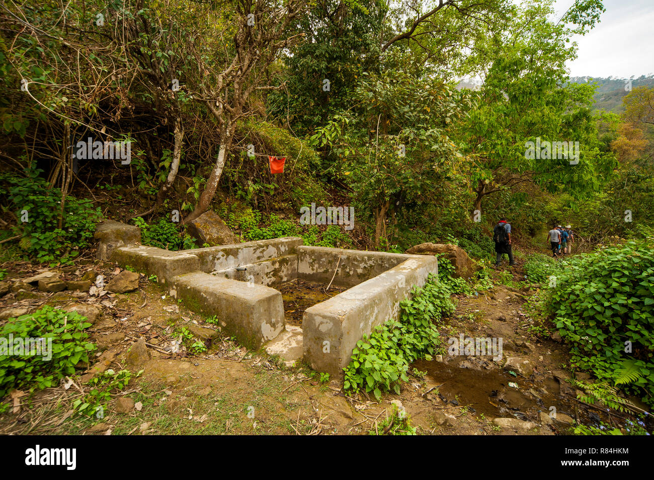 Printemps près du vieux manguier au Kumaon Hills Thak sur Village, rendu célèbre par Jim Corbett dans son livre Maneaters de Kumaon, Uttarakhand, Inde Banque D'Images